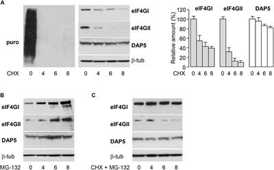 Differential Regulation of the Three Eukaryotic mRNA Translation Initiation Factor (eIF) 4Gs by the Proteasome